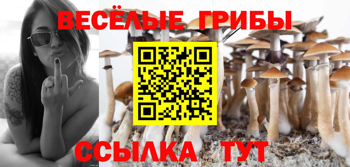 Новозыбков  Псилоцибиновые грибы Psilocybine cubensis  Вход с VPN 